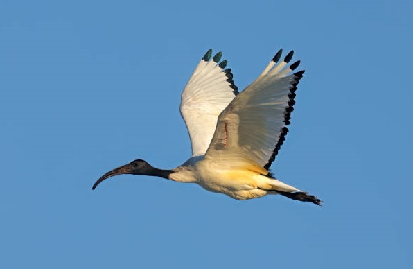 Black-Headed Ibis