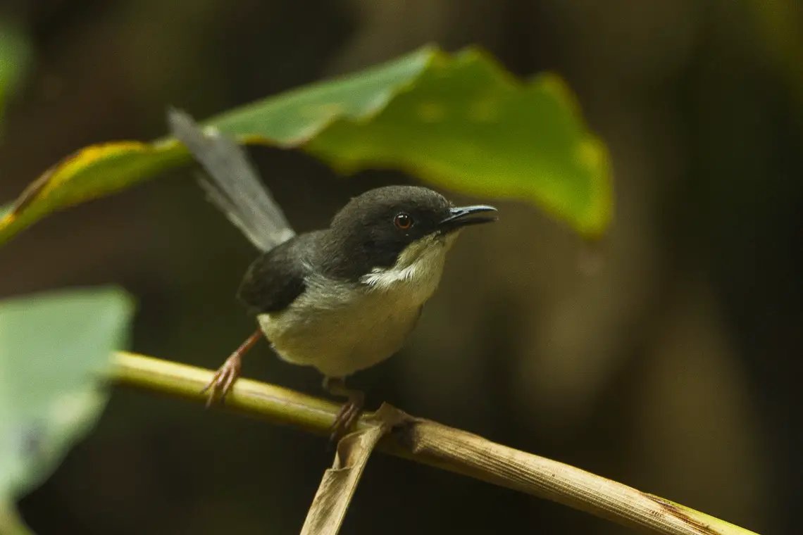 Black-Headed Apalis