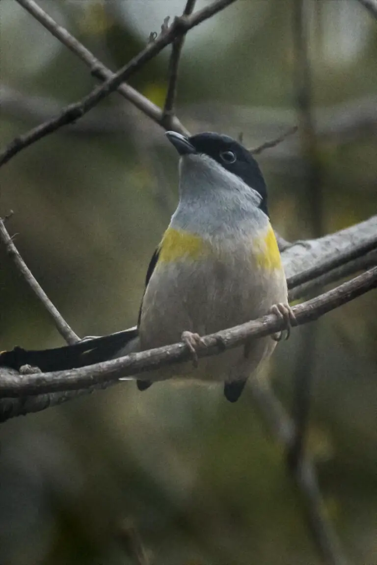 Black-Headed Shrike-Babbler