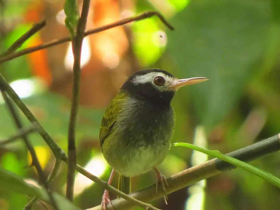 Black-Headed Tailorbird