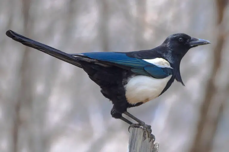 Black-Rumped Magpie