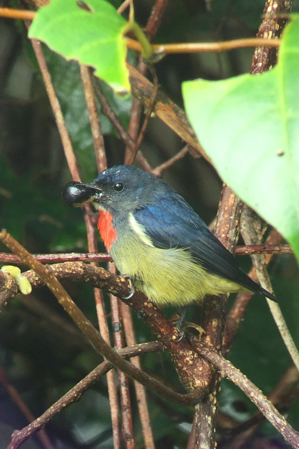 Black-Sided Flowerpecker