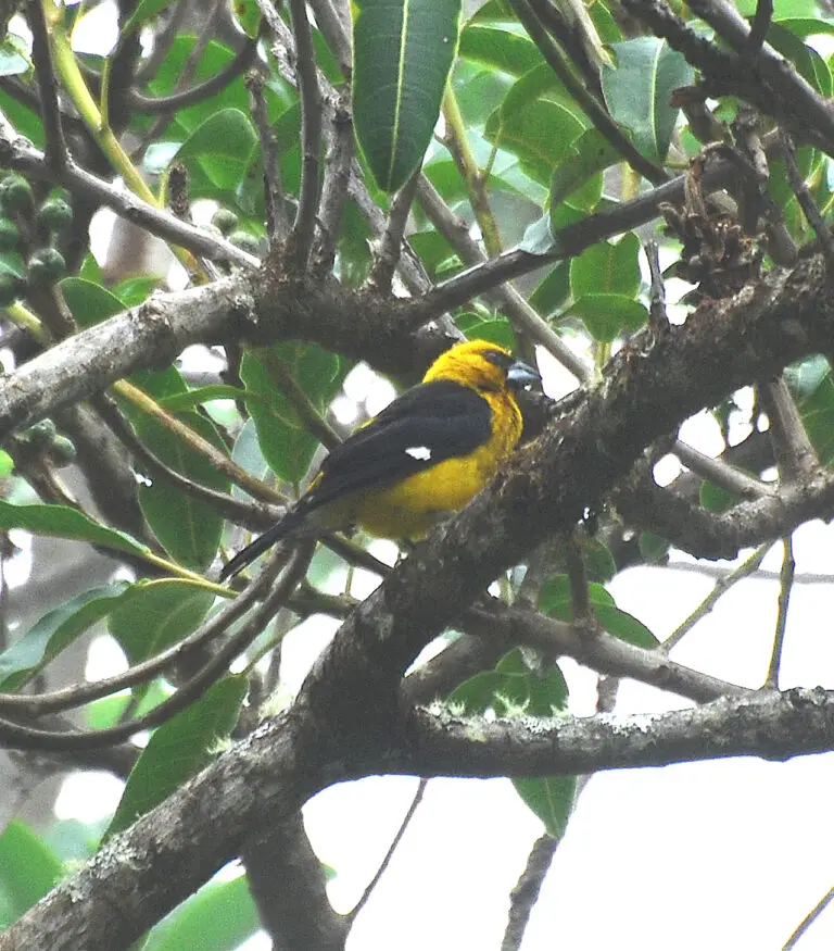 Black-Thighed Grosbeak