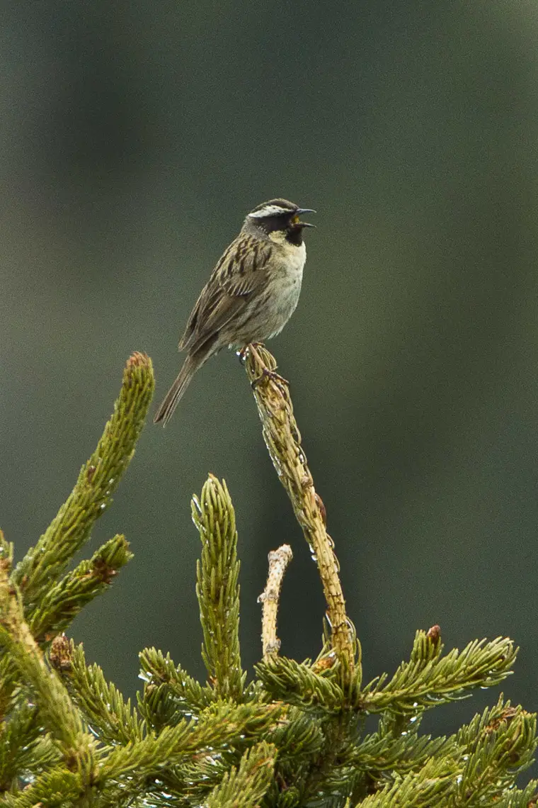 Black-Throated Accentor