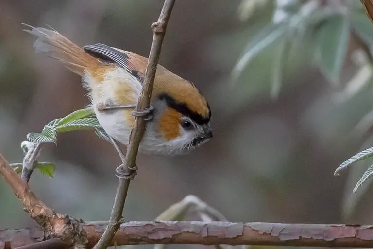 Black-Throated Parrotbill