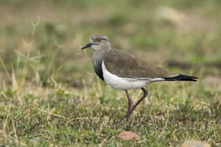 Black-Winged Lapwing