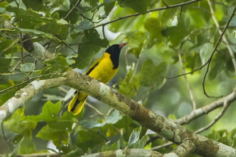 Black-Winged Oriole