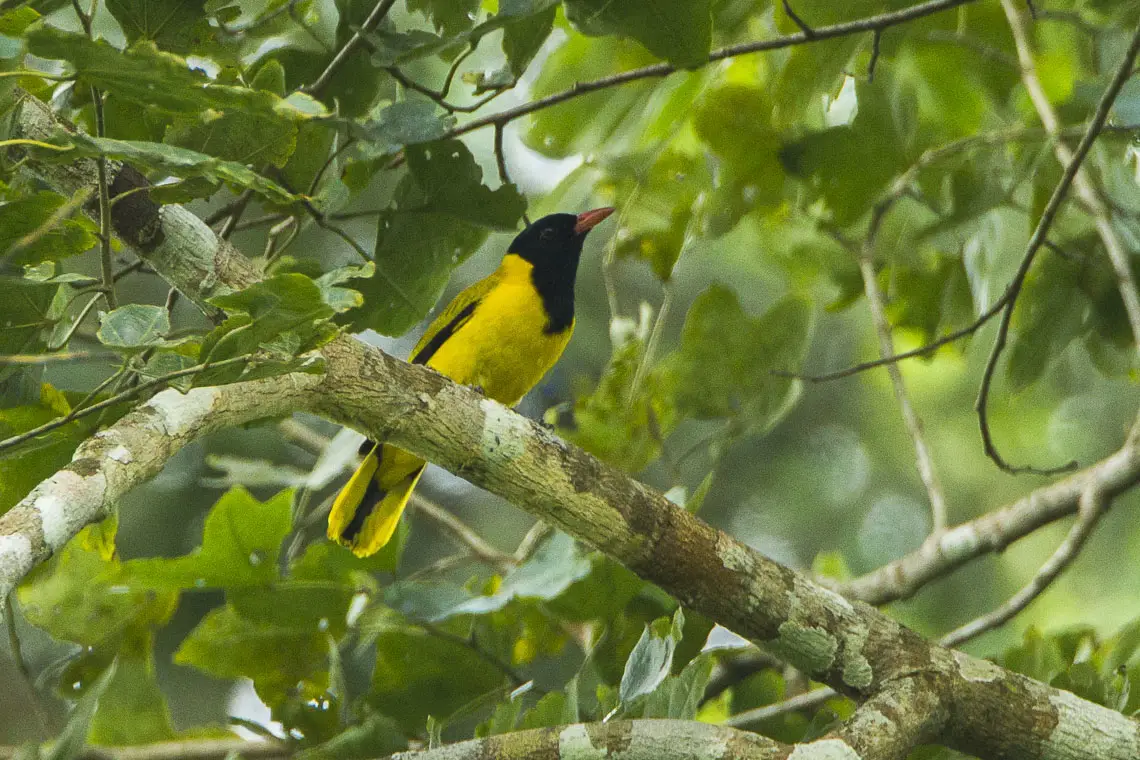 Black-Winged Oriole