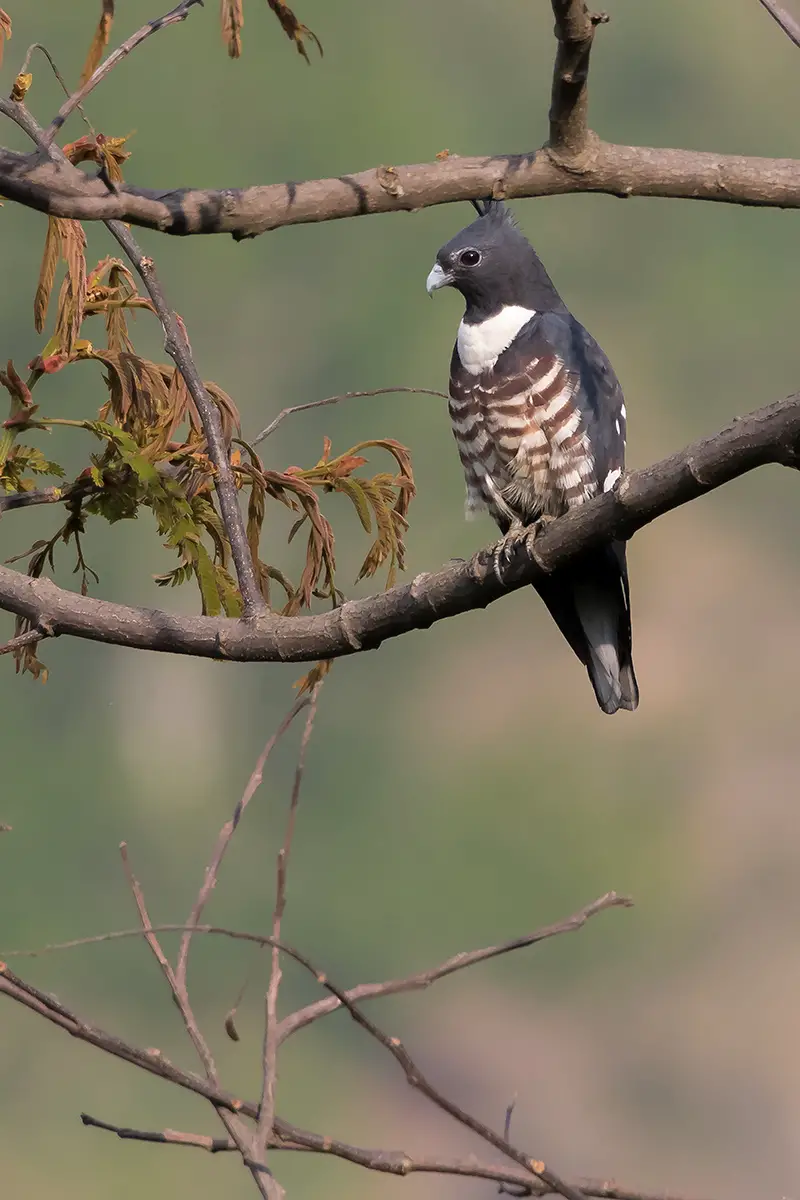 Black Baza