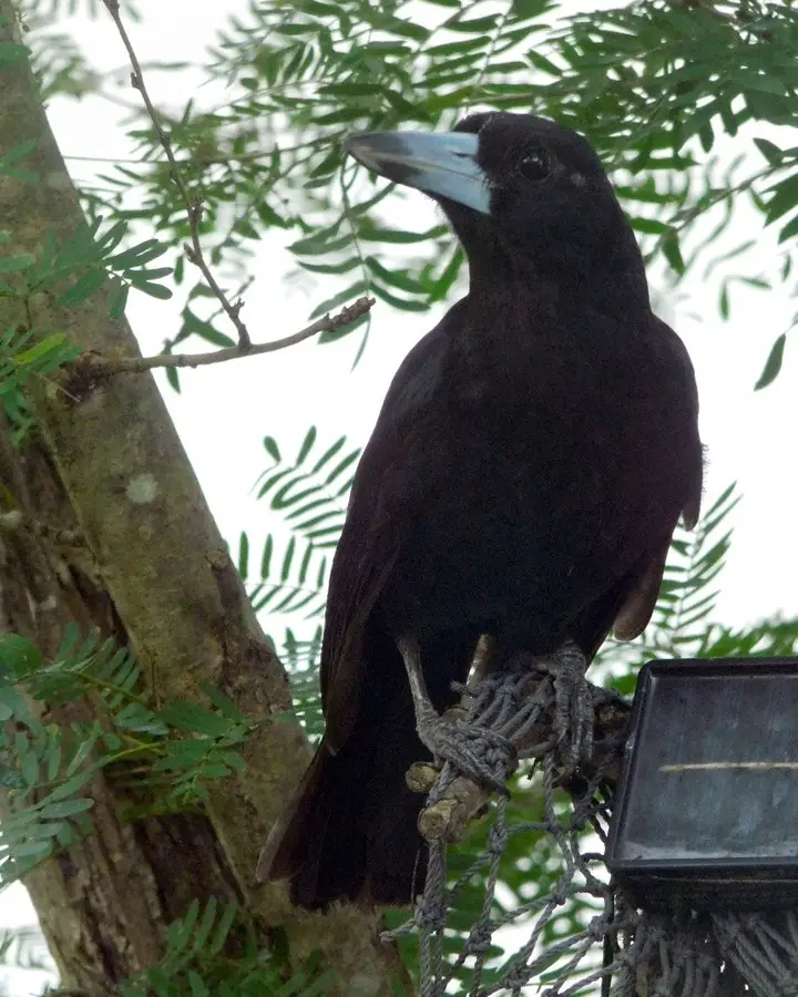 Black Butcherbird