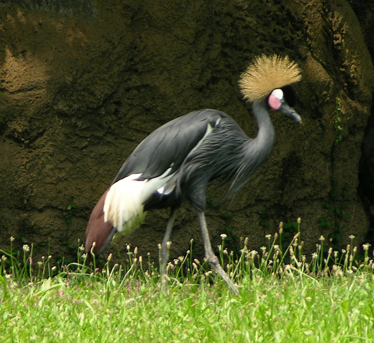 Black Crowned Crane