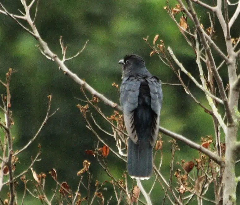 Black Cuckoo