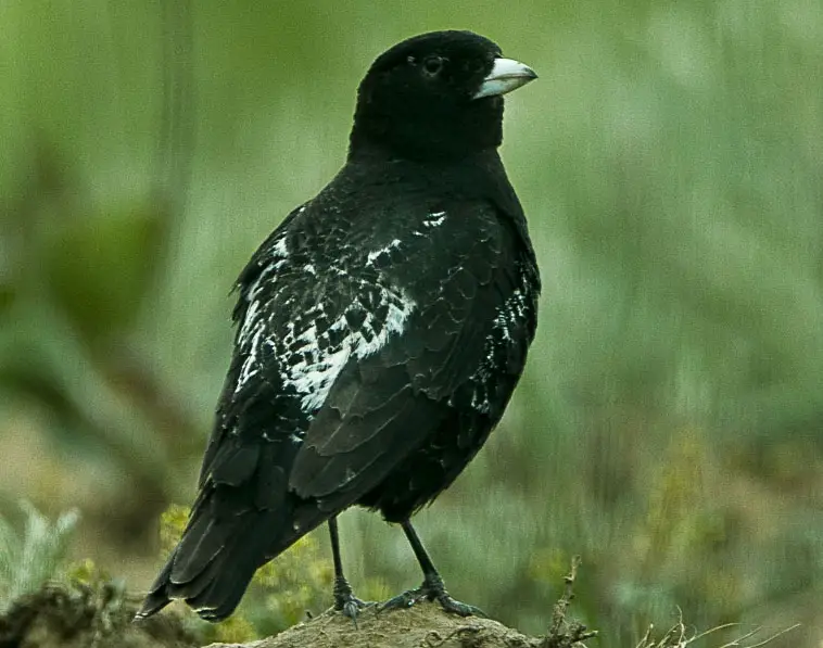 Black Lark