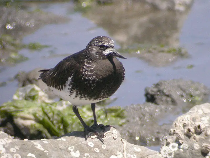 Black Turnstone