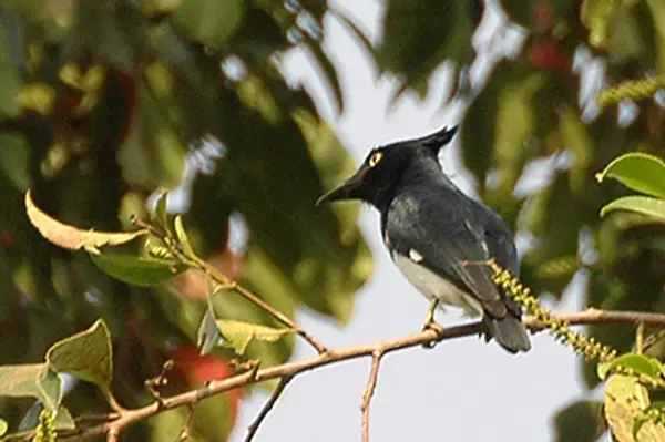 Black-And-White Shrike-Flycatcher