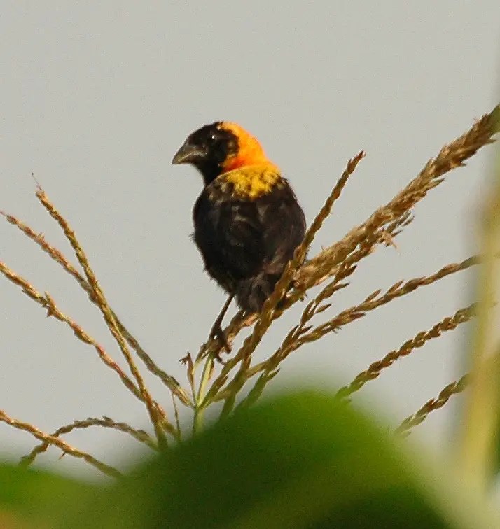 Black Bishop