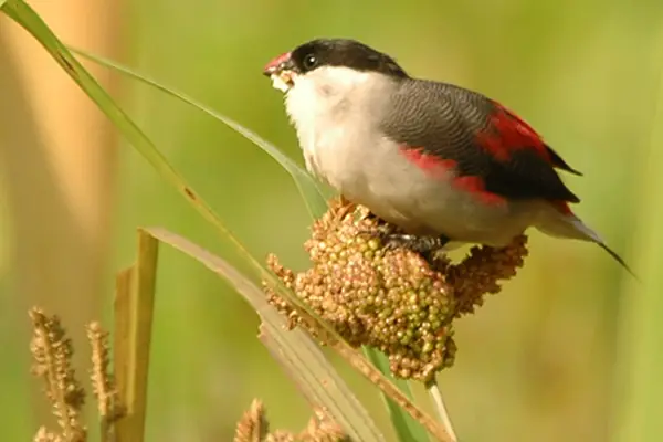 Black-Crowned Waxbill