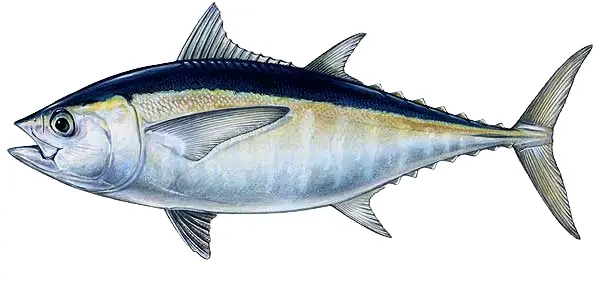 Blackfin Tuna