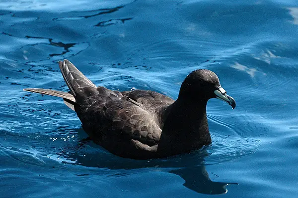 Black Petrel