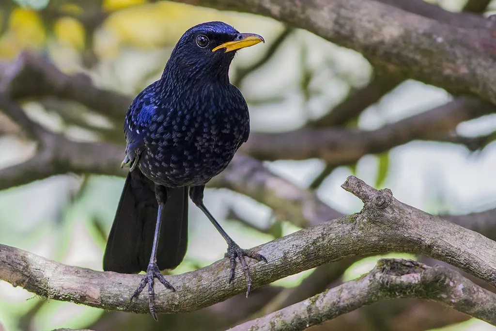 Blue Whistling Thrush