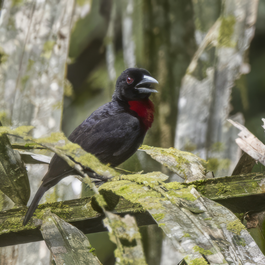 Blue-Billed Malimbe