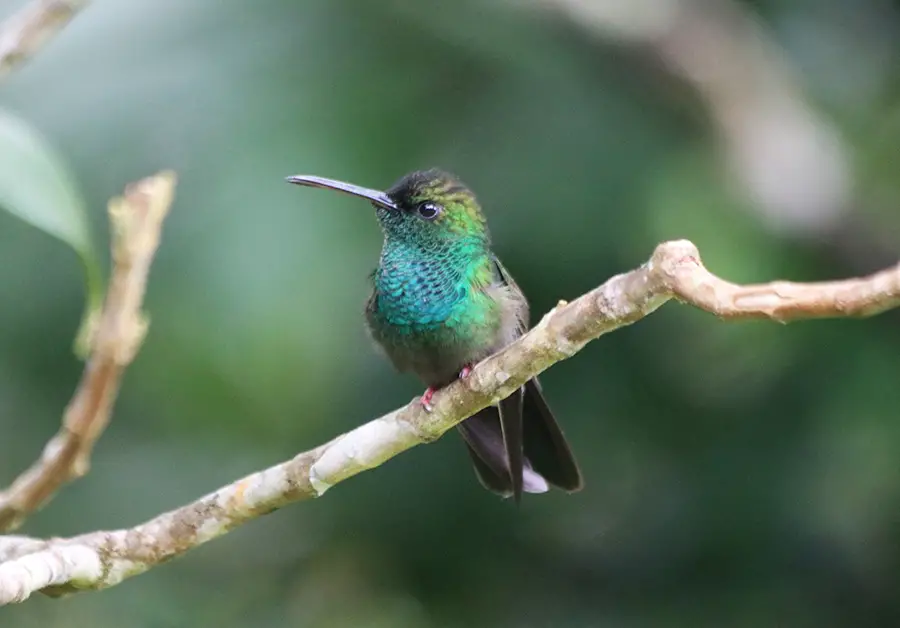 Blue-Chested Hummingbird