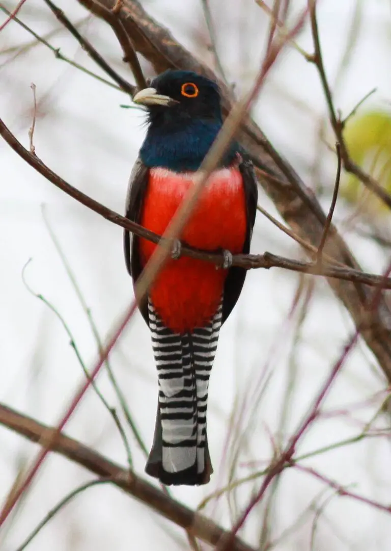 Blue-Crowned Trogon