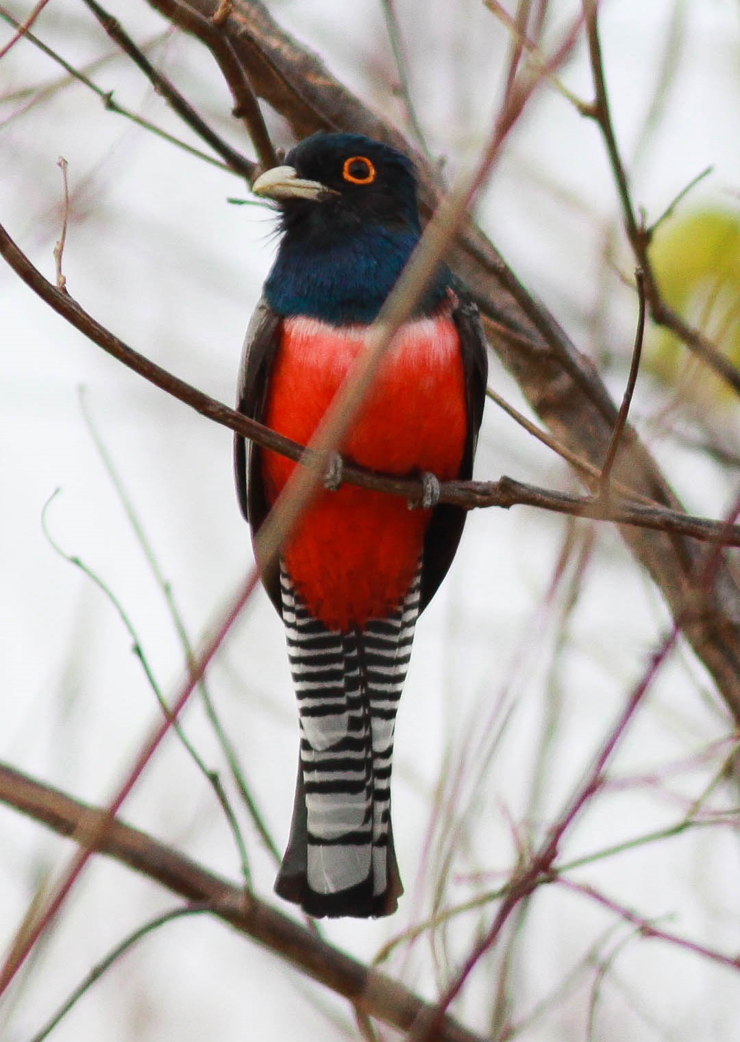 Blue-Crowned Trogon