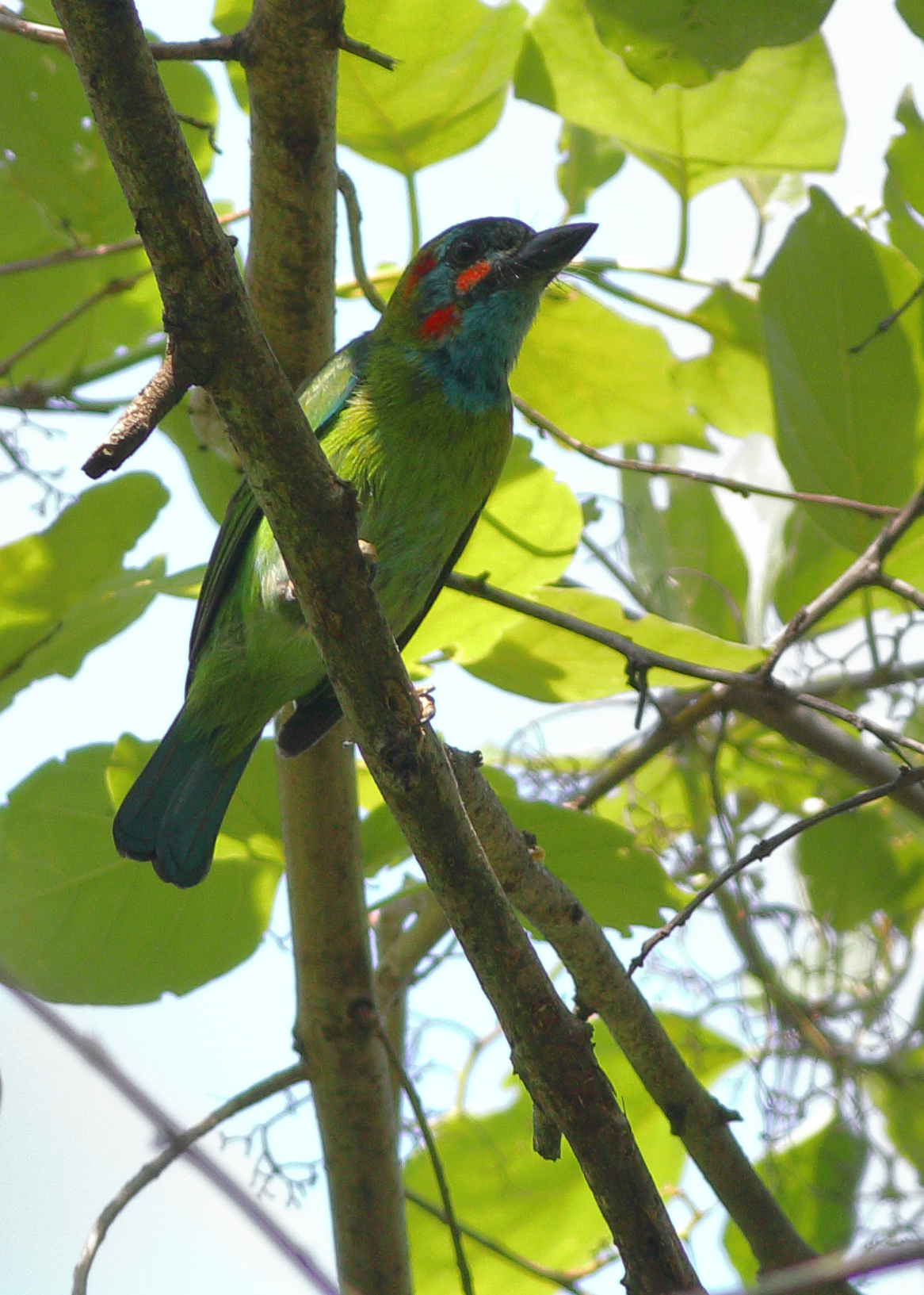 Blue-Eared Barbet