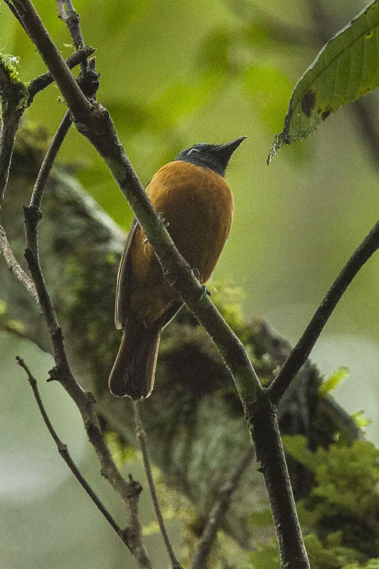 Blue-Fronted Blue Flycatcher