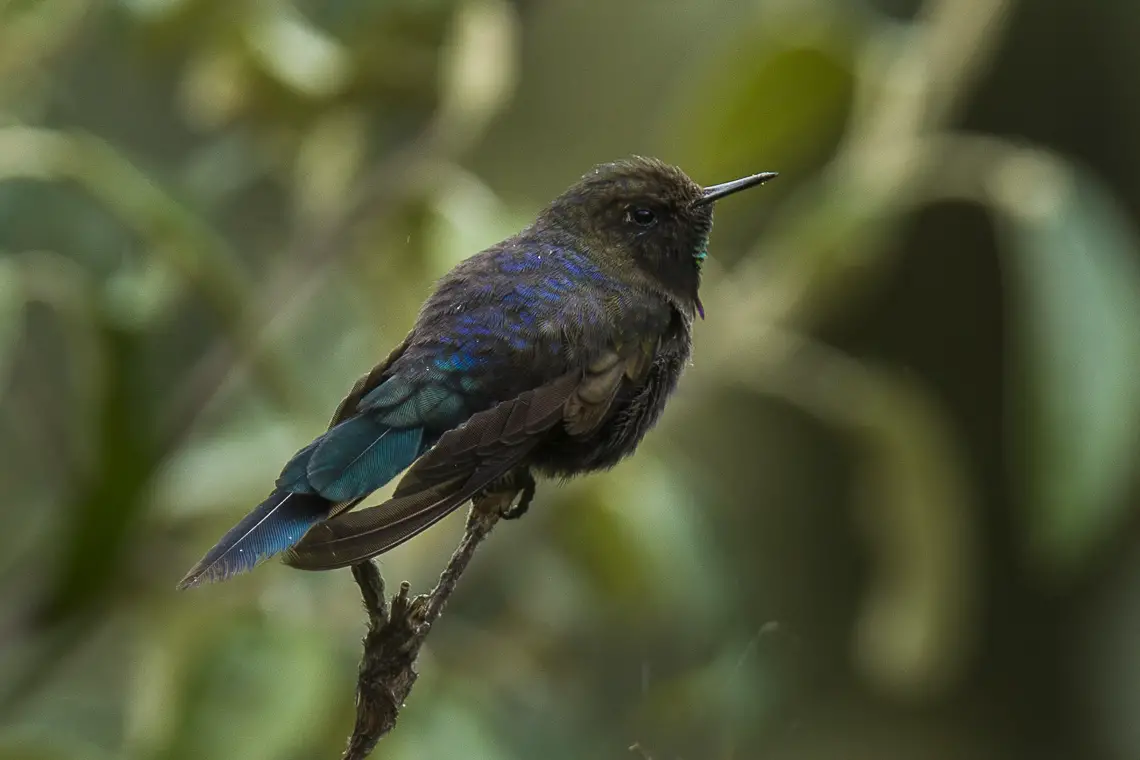 Blue-Mantled Thornbill