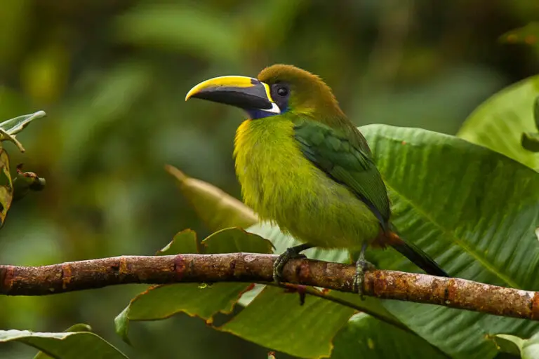 Blue-Throated Toucanet