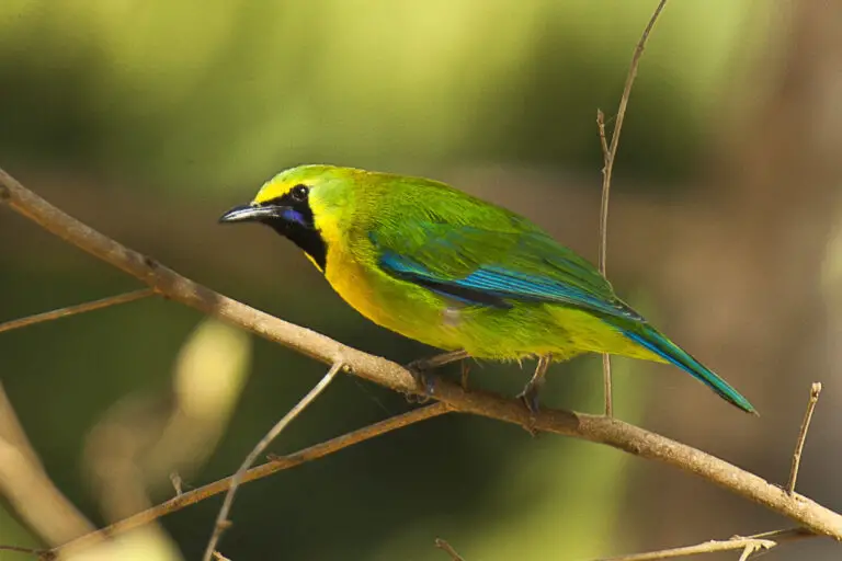 Blue-Winged Leafbird