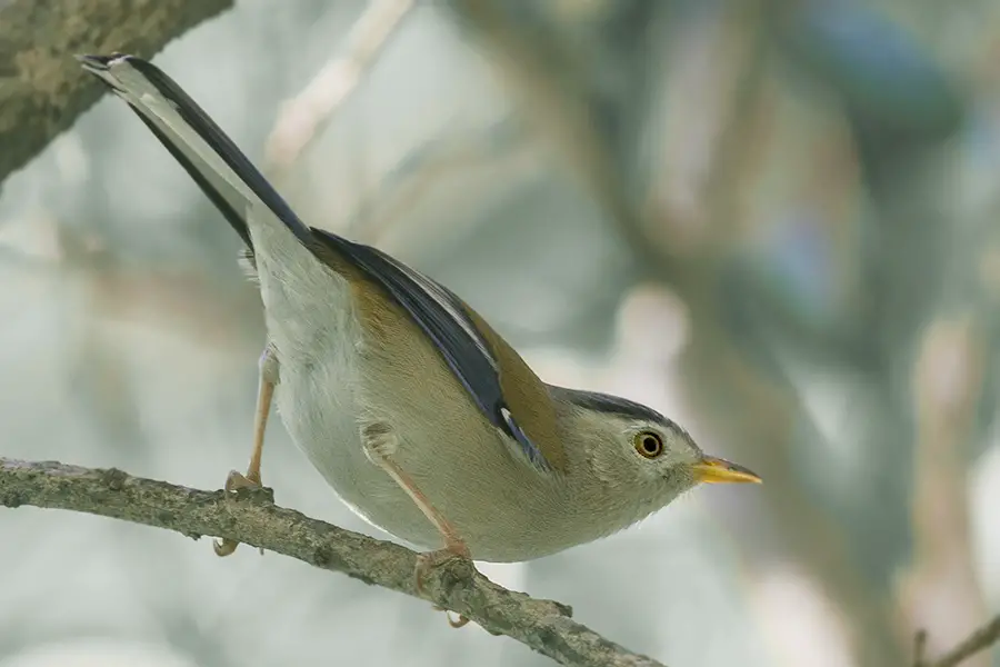 Blue-Winged Minla