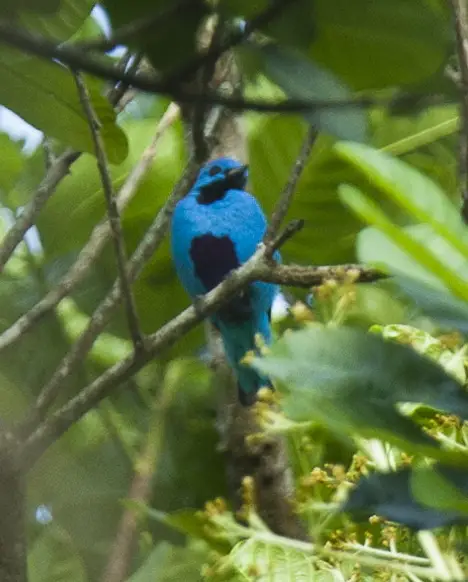 Blue Cotinga