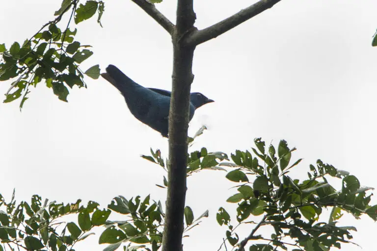 Blue Cuckooshrike