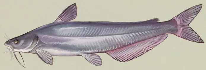 Blue Catfish