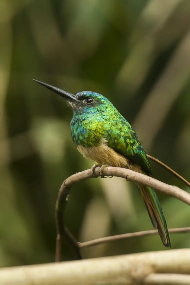 Bluish-Fronted Jacamar