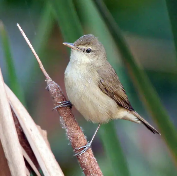 Blunt-Winged Warbler