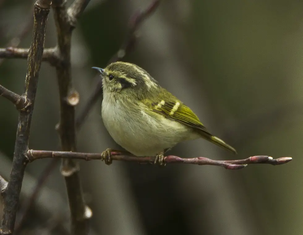 Blyth'S Leaf Warbler