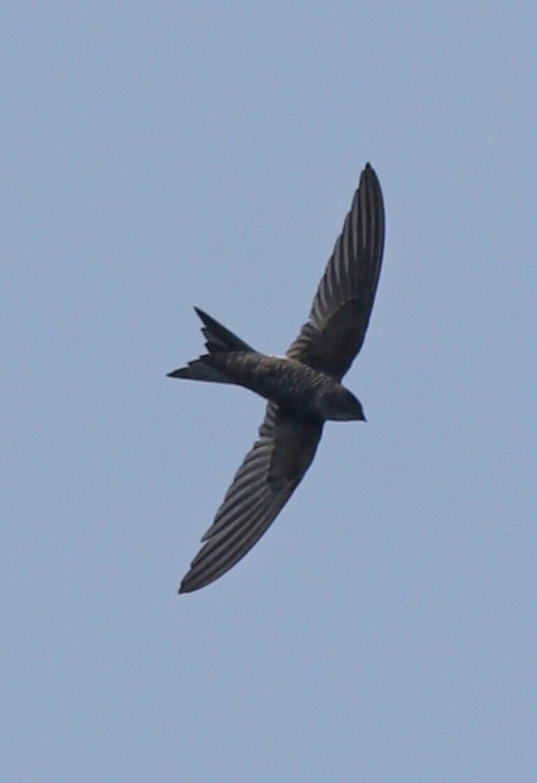 Blyth'S Swift