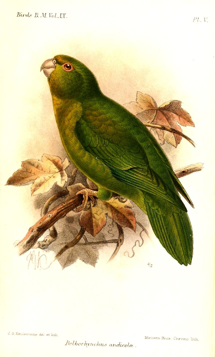 Andean Parakeet