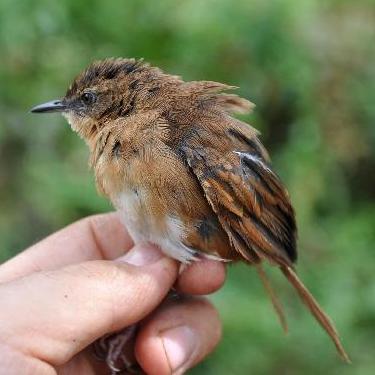 Bangwa Forest Warbler