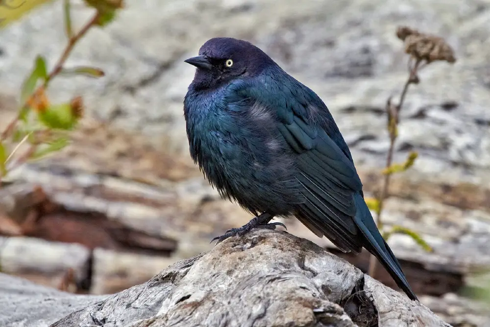 Brewer'S Blackbird