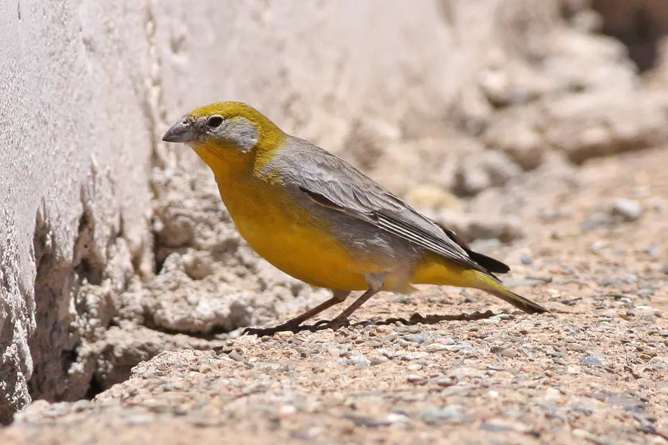 Bright-Rumped Yellow Finch