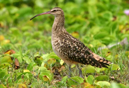 Bristle-Thighed Curlew