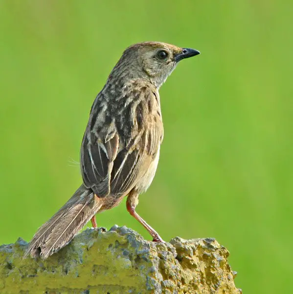 Bristled Grassbird