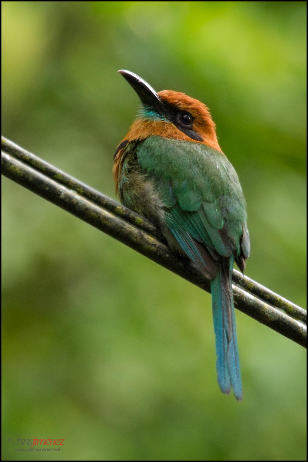 Broad-Billed Motmot