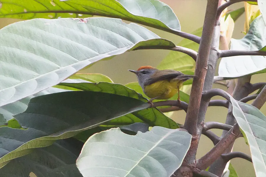 Broad-Billed Warbler