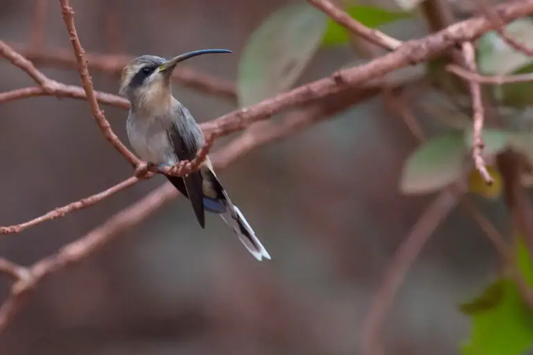 Broad-Tipped Hermit